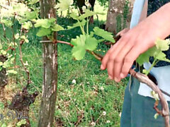 Jeu de rôle, vignoble